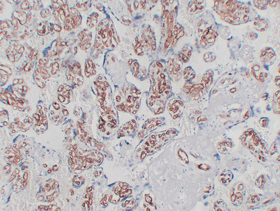 CD34 Mouse mAb