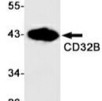 CD32B