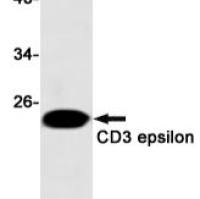 CD3 epsilon Rabbit mAb