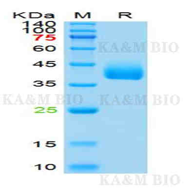 防冻蛋白IV型 (Danio rerio) 抗体
