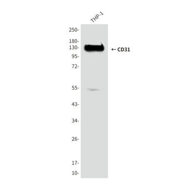 CD31 (2D3) Mouse mAb