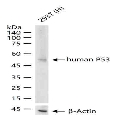 过氧化物酶体生物合成因子19抗体