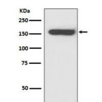 CD21 Rabbit mAb
