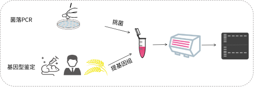 市场好评 | 这么红？快速PCR检出率高达100%！（免费试用）