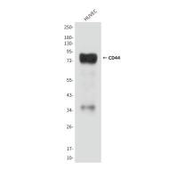 CD44 (2H12) Mouse mAb