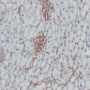 CD34 Mouse mAb