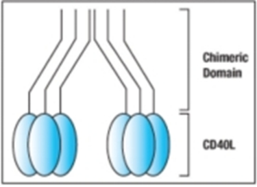 Enzo热销产品——MEGACD40L蛋白限时促销活动