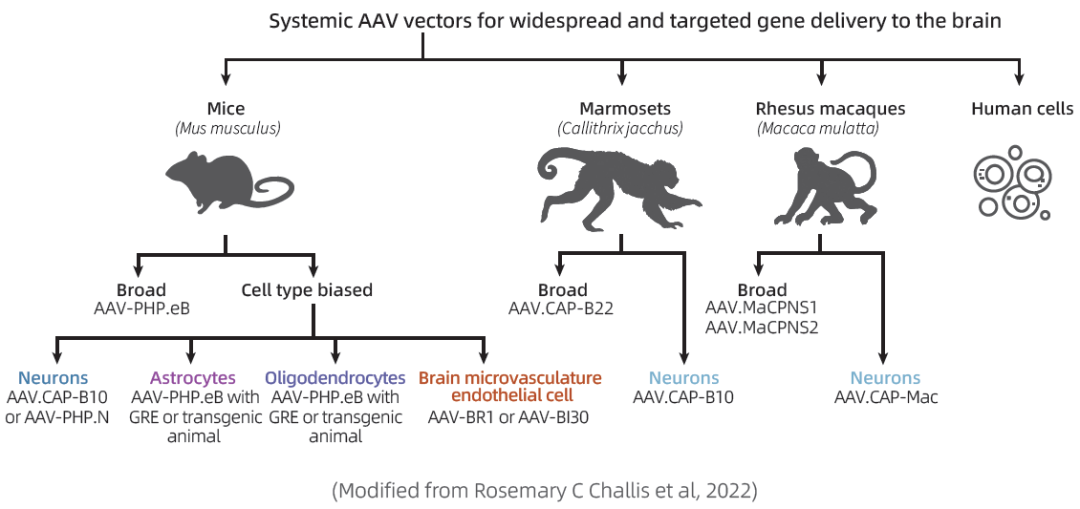 一针注射，静脉到脑 | 跨血脑屏障AAV载体总结