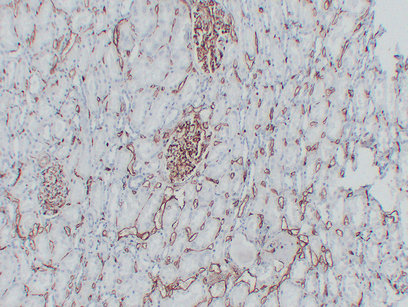 CD34 Mouse mAb