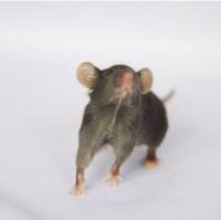 阿尔兹海默症自然模型