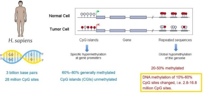 新品预告 | 突破技术壁垒，DNA甲基化MGI平台文库构建试剂盒闪亮登场！
