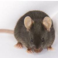 饮食诱导肥胖小鼠模型