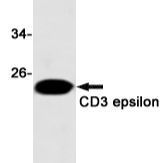 CD3 epsilon Rabbit mAb