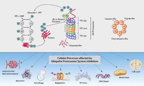 Adipogen泛素-蛋白酶体系统相关产品
