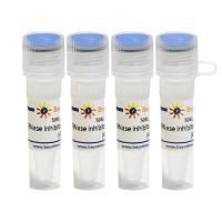 RNase Inhibitor, Human Placenta