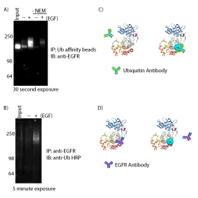 蛋白翻译后修饰（PTM）研究超全指南（下）