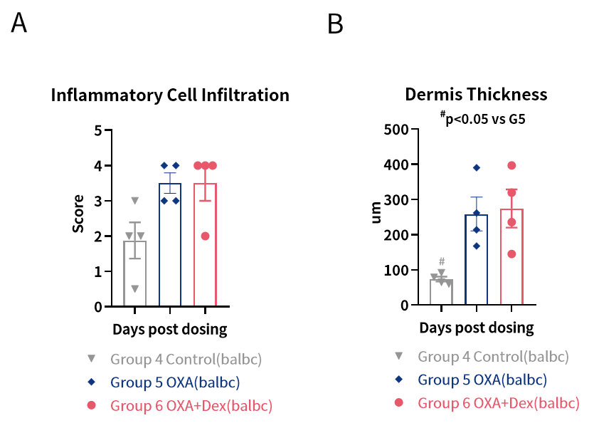 探秘特应性皮炎小鼠模型：药物评估与科学研究的得力助手！