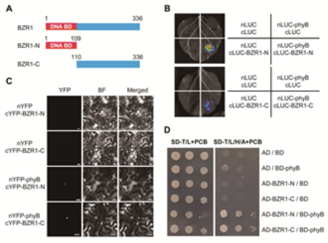 “聚焦新质生产力，激发科研新动能”|LCA跻身蛋白互作研究的新锐力量