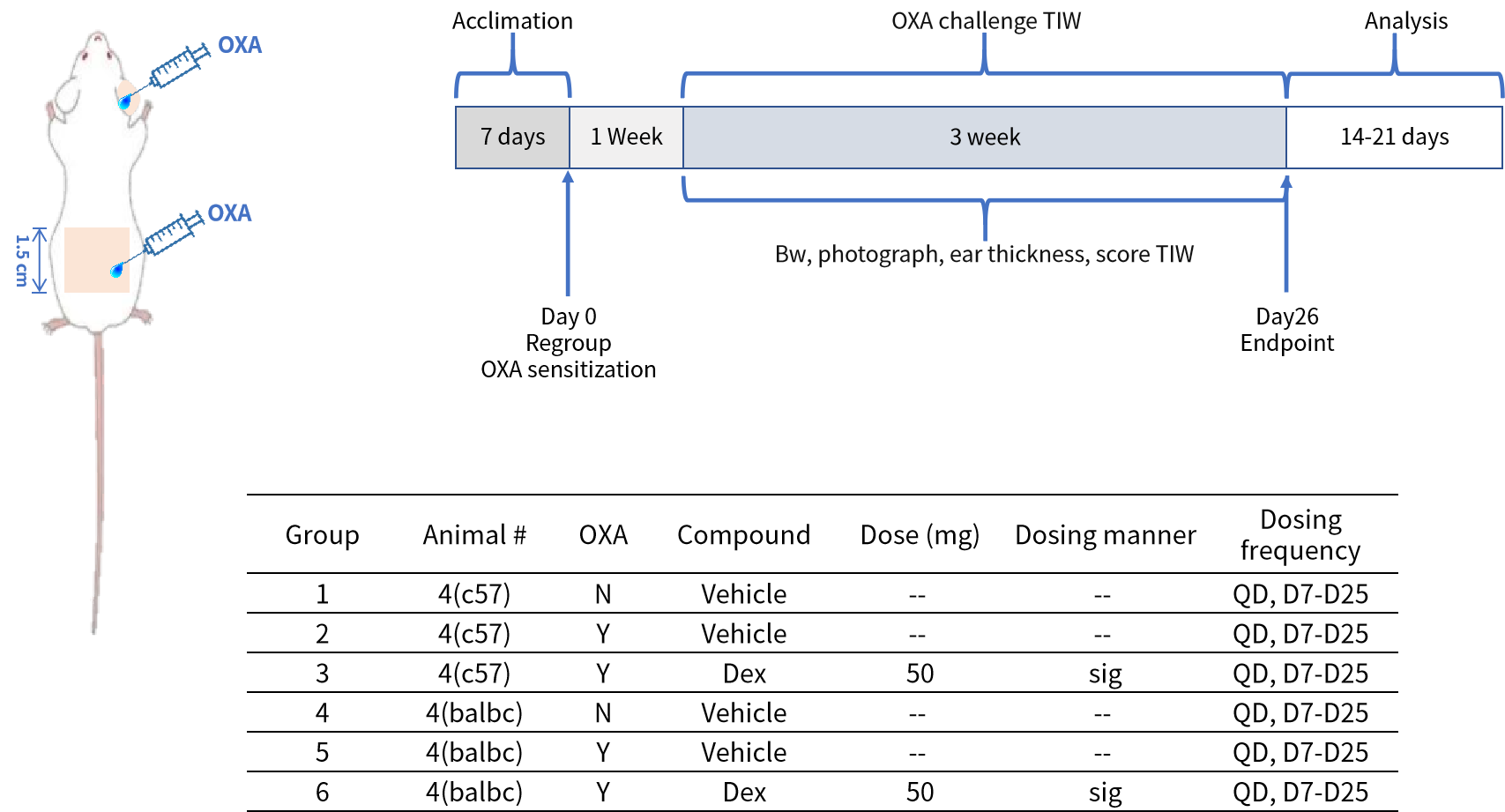 探秘特应性皮炎小鼠模型：药物评估与科学研究的得力助手！
