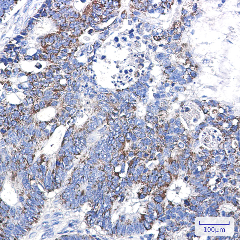 CD147 Rabbit mAb