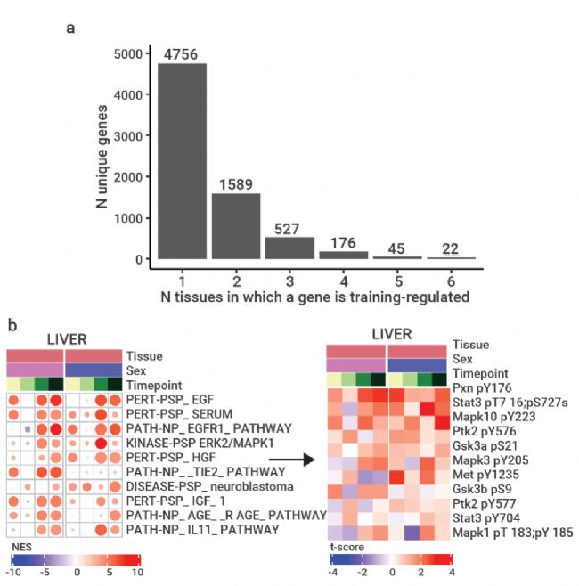 趣味高分 | Nature：耐力运动训练能带来什么？| MedChemExpress (MCE)