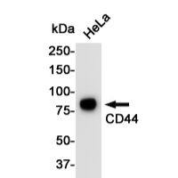 CD44 Rabbit mAb