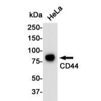 CD44 Rabbit mAb