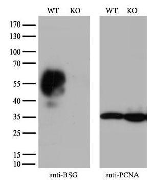 [KO] CD147 Mouse mAb
