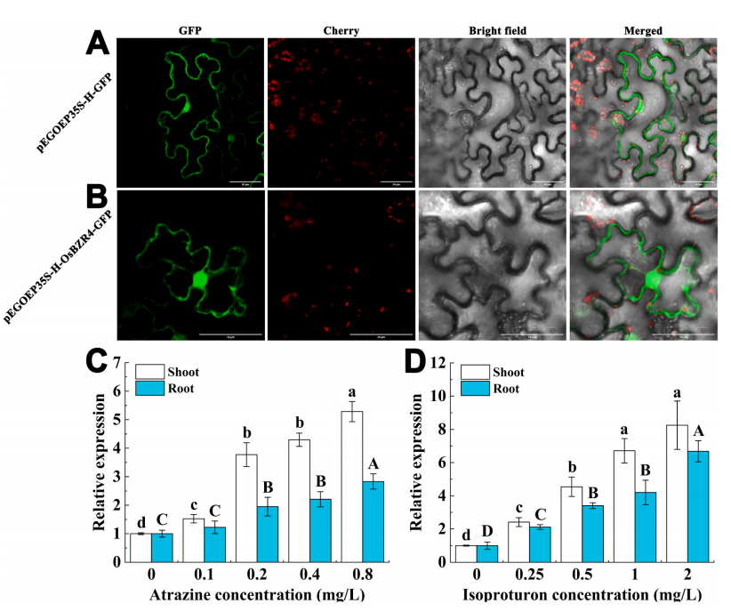 “稻”亦有道——盘点近期水稻研究的重大突破