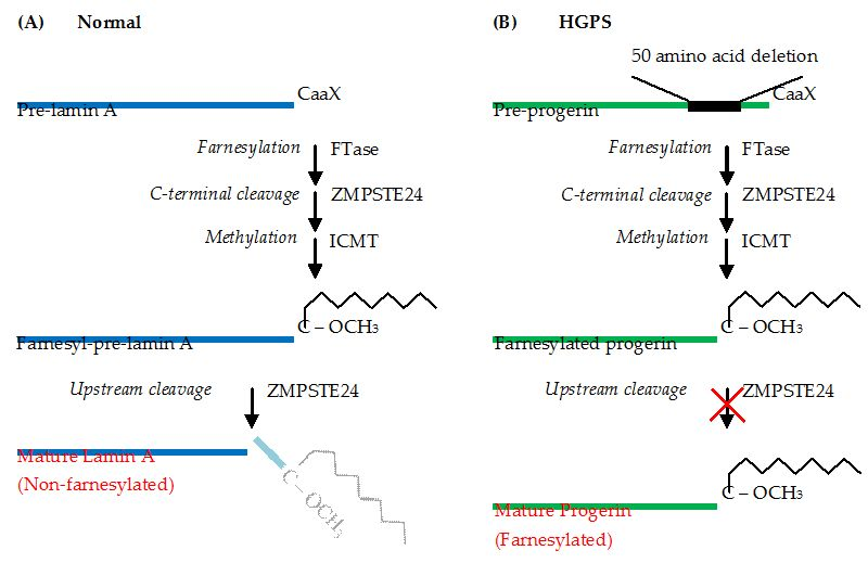 人类衰老之谜，就藏在这些小鼠里