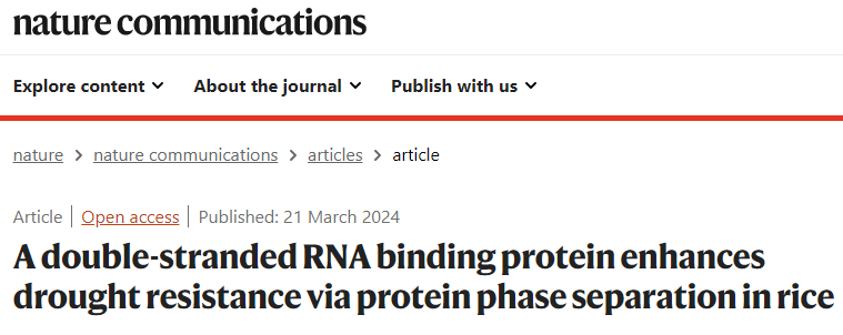 “稻”亦有道——盘点近期水稻研究的重大突破