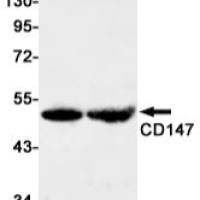 CD147 Rabbit mAb
