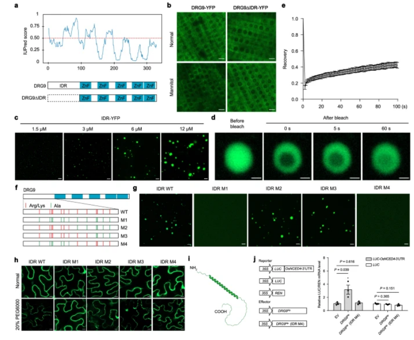 “稻”亦有道——盘点近期水稻研究的重大突破
