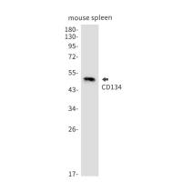 CD134