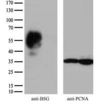 [KO] CD147 Mouse mAb
