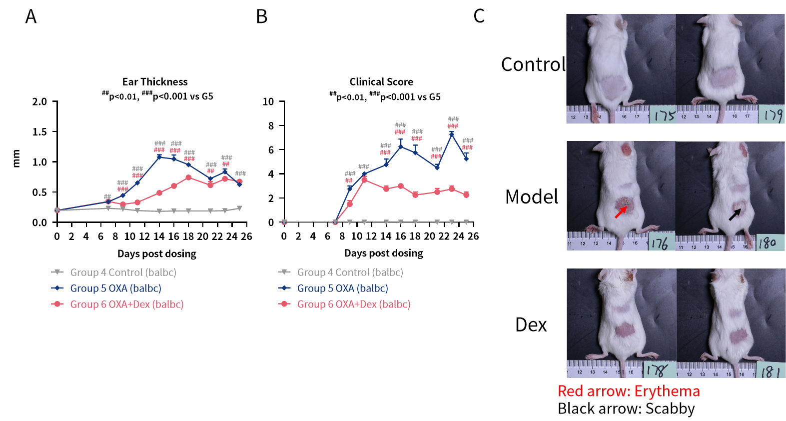探秘特应性皮炎小鼠模型：药物评估与科学研究的得力助手！