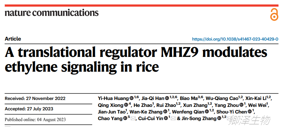 Nat Commun.| Ribo-seq技术助力研究水稻Ethylene信号转导的新机制