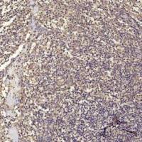 CD68 (9H5) Mouse mAb