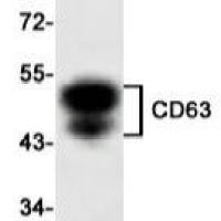 CD63