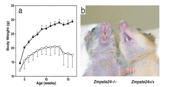 人类衰老之谜，就藏在这些小鼠里