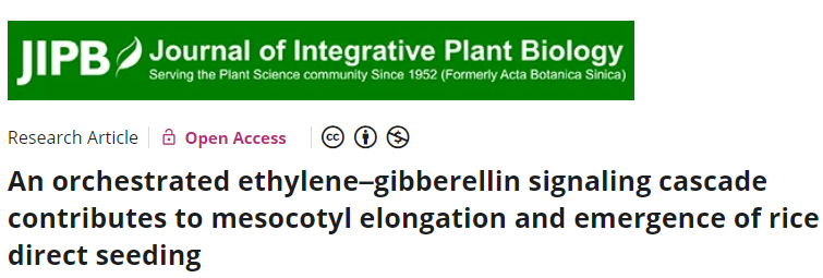 “稻”亦有道——盘点近期水稻研究的重大突破
