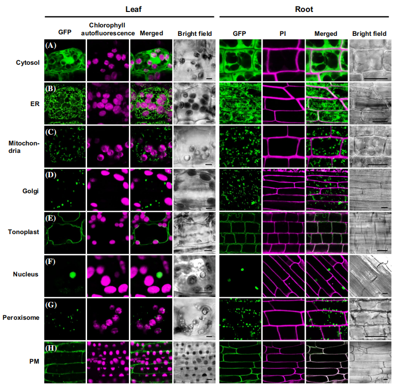 科学与美学的结合体:植物亚细胞定位技术详解