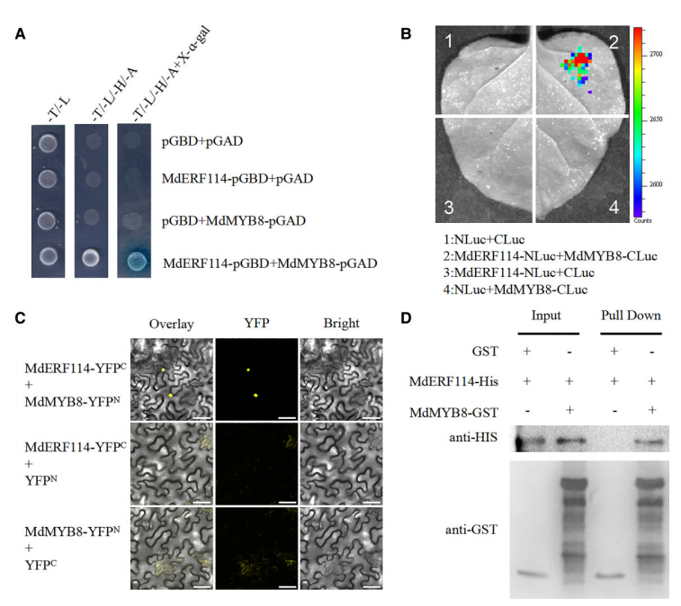 “聚焦新质生产力，激发科研新动能”|LCA跻身蛋白互作研究的新锐力量