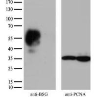 [KO] CD147 Mouse mAb