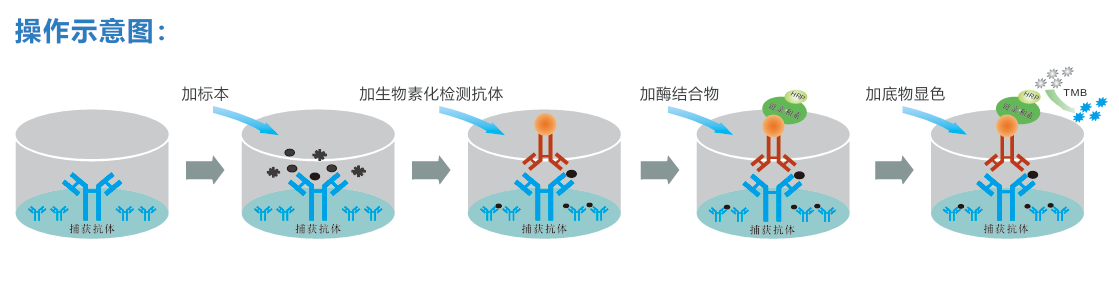 你真的会ELISA加样吗？