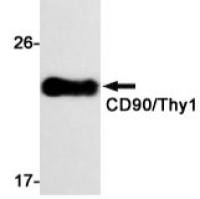 CD90 Rabbit mAb