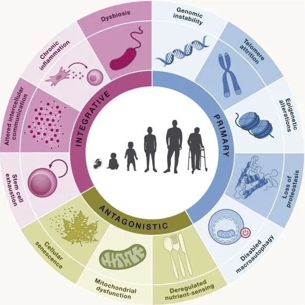 人类衰老之谜，就藏在这些小鼠里