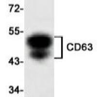 CD63