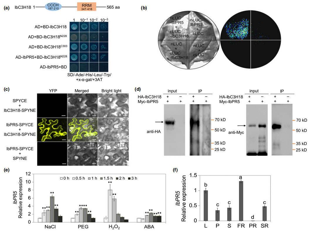 “聚焦新质生产力，激发科研新动能”|LCA跻身蛋白互作研究的新锐力量