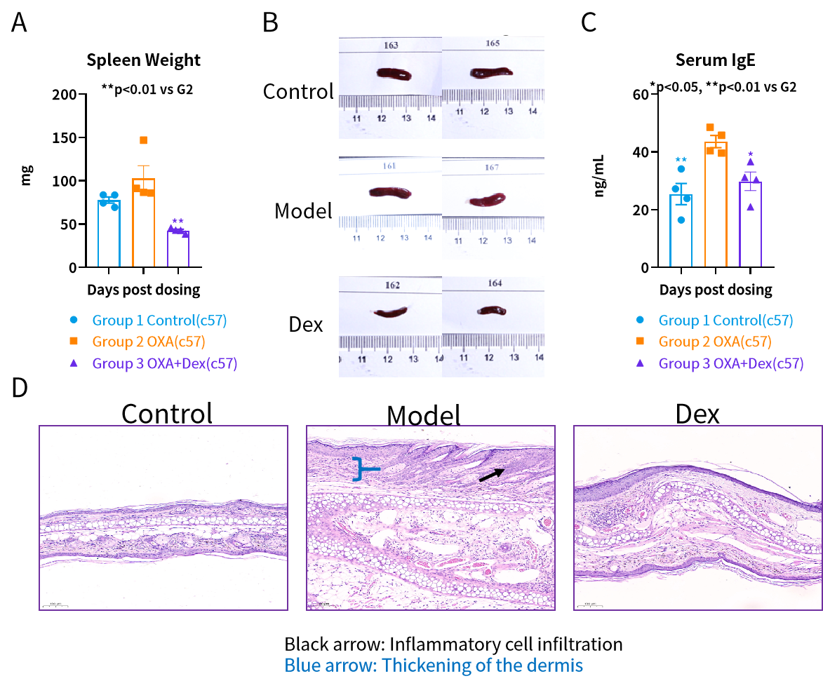 探秘特应性皮炎小鼠模型：药物评估与科学研究的得力助手！